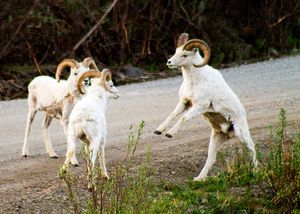 데날리 국립공원에서 서로 교류하는 수컷 돌산양들