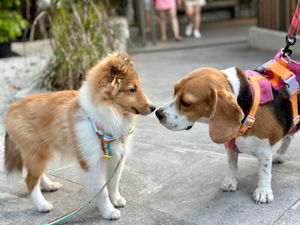 두 마리의 개가 서로 냄새를 맡고 있다
