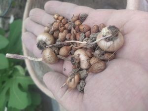 다양한 나이와 크기의 야생 붓꽃 이탈리쿠스 구근(베흐바한산)