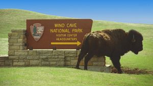 공원 표지석을 긁는 들소