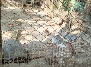 양곤 동물원의 토끼