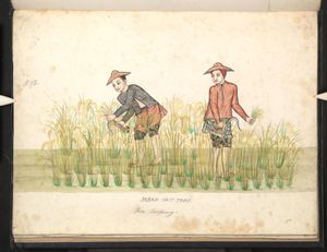 벼농사는 버마족과 밀접하게 관련되어 있다.