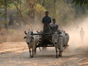 소가 끄는 수레를 탄 남성들, 바간. 바마르 문화의 중심지인 아냐 지역의 역사적인 왕궁 도시.