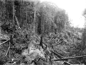 리아우주의 목재 산업은 식민지 시대 이후로 성장하기 시작했다.