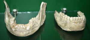 1991년 발견된 D211(오른쪽)과 2001년 발견된 D2735(왼쪽) 하악골 복제품