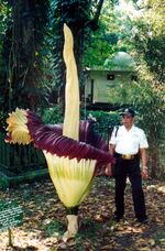 보고르 식물원에서 만개한 타이탄 아룸(Amorphophallus titanum)