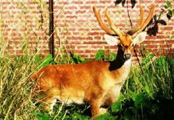 상가이 (Panolia eldii eldii)