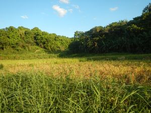 산호세델몬테의 논