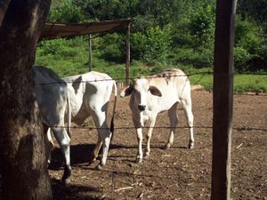 베후마 시의 소