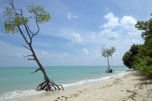 해블록 섬(Havelock Island) 해변의 맹그로브
