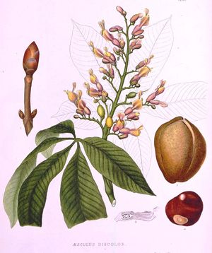 그레이가 그린 Aesculus discolor, 1849년부터 1859년 사이에 북미의 숲 나무에 대한 보고서에 첨부하기 위해 준비된 판화에서 발췌