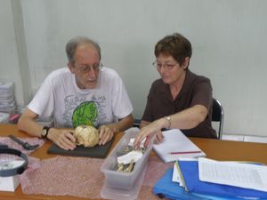 콜린 그로브스(Colin Groves)와 데비 아규(Debbie Argue)가 표준 표본을 조사하고 있다