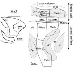 마카크의 전운동피질(premotor cortex)은 광범위하게 연구되고 있다.