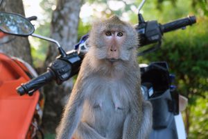 태국 코창에서 스쿠터 위에 올라탄 붉은털원숭이(M. fascicularis)