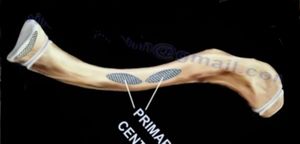 쇄골 성장판의 위치. 양쪽 끝에 성장판이 있어 어깨를 구성하는 성장판 중 하나이다.