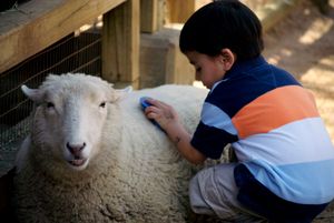 아이가 걸프 코스트 원산 면양을 쓰다듬고 있다