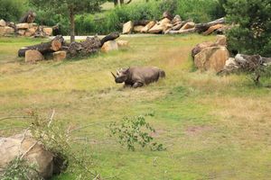 키와라 사바나의 검은코뿔소