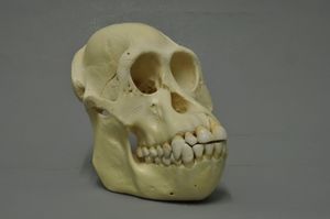 보르네오오랑우탄 두개골