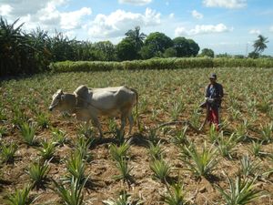 실랑(Silang)의 파인애플 농장