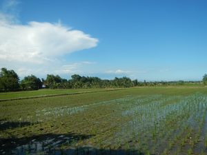 카르모나(Carmona)의 벼농사 풍경