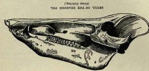수염돼지 두개골