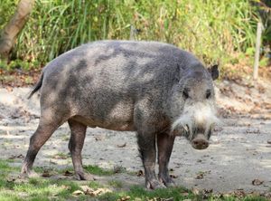 독일 뮌헨의 헬라브룬 동물원에서 사육되었던 수염멧돼지.