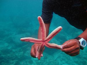 불가사리, 안다만해