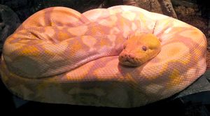 레몬드롭이라는 이름의 알비노 그물무늬 비단뱀