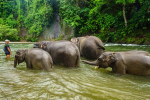 북수마트라주 구눙 르써르 국립공원의 탕카한(Tangkahan) 에코 관광 지역의 코끼리 보호 구역