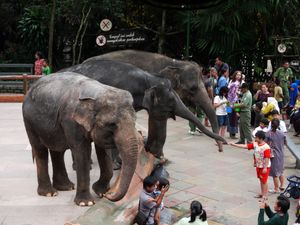 보고르의 타만 사파리(Taman Safari)에서 공연하는 수마트라코끼리