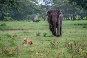 개를 공격하는 코끼리