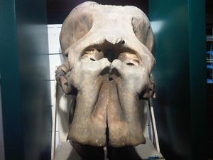 Elephas maximus의 두개골