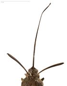 긴 혀를 가진 나방인 Macroglossum의 긴 주둥이