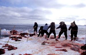 인류는 바다코끼리 사냥에서처럼 음식과 재료를 얻기 위해 다른 동물을 사냥하기도 한다.