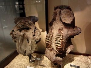 국립과학박물관(National Museum of Nature and Science), 도쿄에 전시된 S. aurorae(왼쪽)와 S. orientalis(오른쪽)의 화석