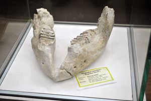 반둥 지질학 박물관(Bandung Geological Museum)에 전시된 S. sondaari의 아래턱 화석