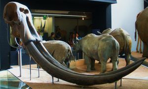 S. ganesha의 두개골