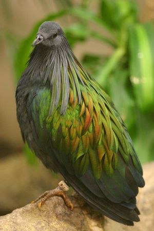 니코바르비둘기(Nicobar pigeon). 니코바르 제도의 이름을 따서 명명되었지만, 말레이 제도(Malay Archipelago)에서도 널리 발견된다.