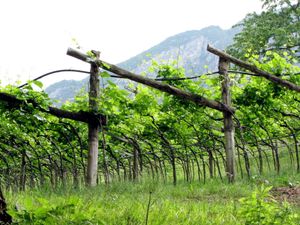 트렌토의 포도밭