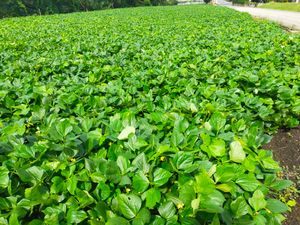 일본 군마현의 팥밭