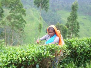 스리랑카의 수동 차 따기