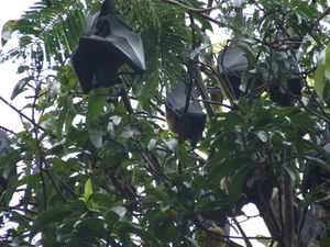 망고 나무에 매달린 과일 박쥐, 케언스 시내