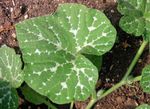 Green <i>Cucurbita moschata</i> leaves with white spots