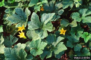 C. pepo subsp. texana 식물과 어린 꽃