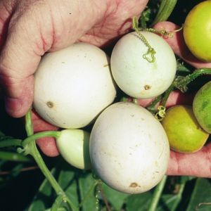 익은 흰색 C. pepo subsp. texana 열매