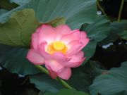 연꽃은 염화미소 고사에 사용되었다고 하는 꽃이다