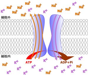 이온 펌프의 예, Na+/K+-ATP아제.