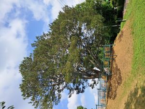 부채꼴 모양 고양 송포 백송