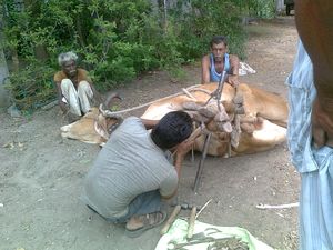 소의 발굽에 편자를 박는 모습. 인도 차이나왈에서 짐을 나르는 소의 발굽이 너무 많이 마모되는 것을 막기 위해 편자를 박고 있다.