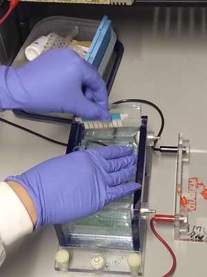 아가로스 겔 전기영동 장치에 겔 빗을 삽입하는 모습